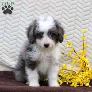 Nina, Mini Aussiedoodle Puppy