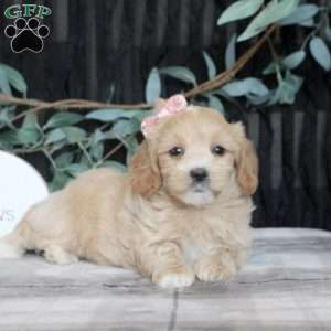 Nina, Maltipoo Puppy