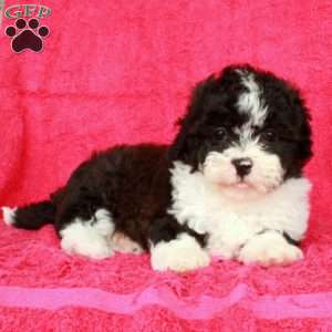 Nina, Teddy Bear Puppy