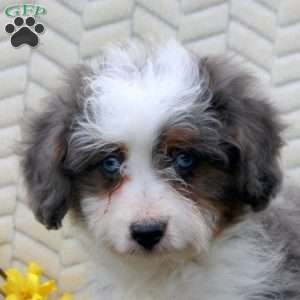 Nina, Mini Aussiedoodle Puppy