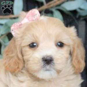 Nina, Maltipoo Puppy