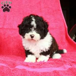 Nina, Teddy Bear Puppy