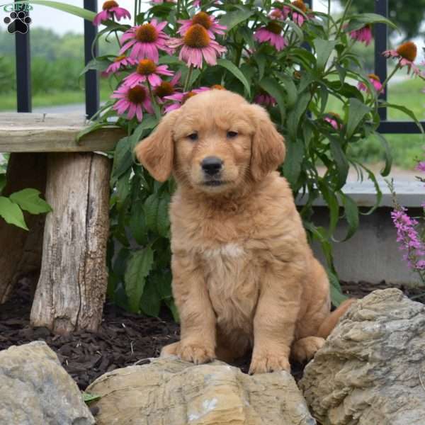 Nitro, Golden Retriever Puppy