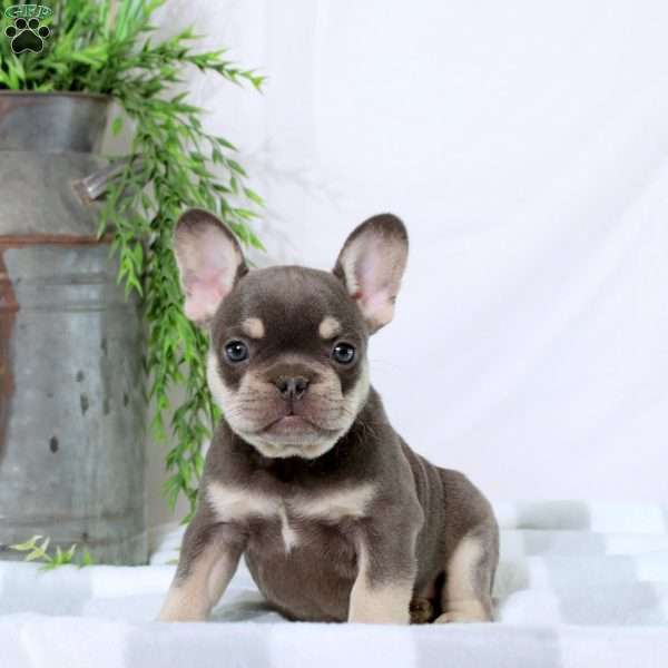 Noah, French Bulldog Puppy