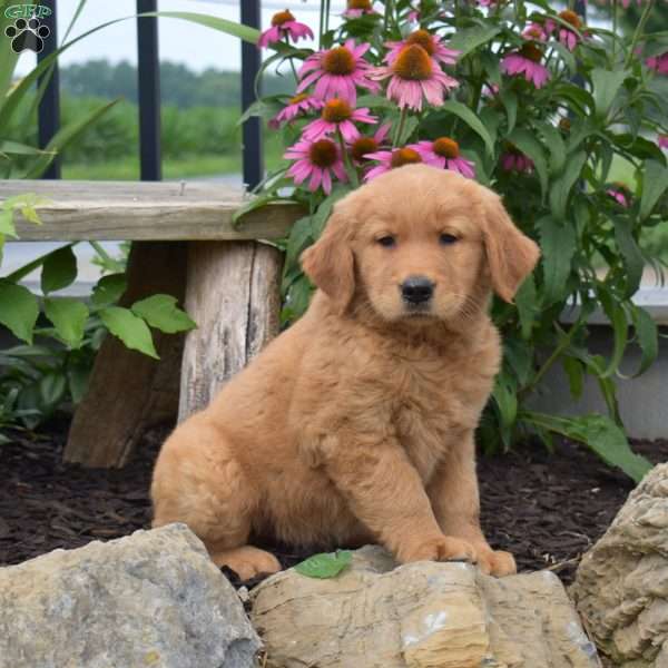 Noah, Golden Retriever Puppy