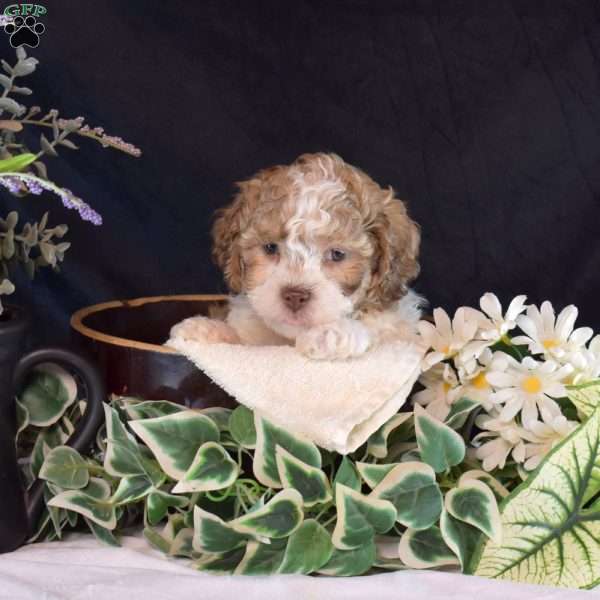 Noah, Teddy Bear Puppy