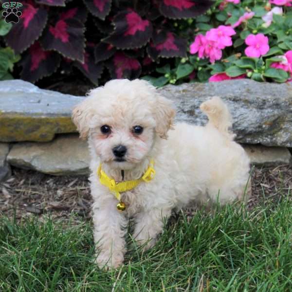 Noah, Bich-Poo Puppy