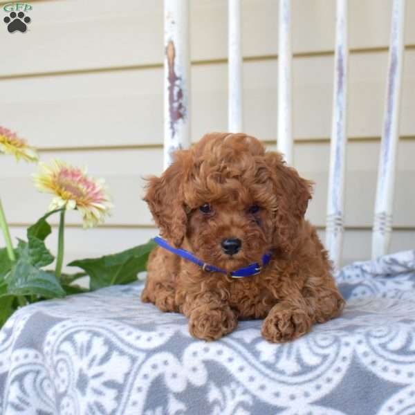 Noah, Miniature Poodle Puppy