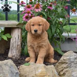 Noah, Golden Retriever Puppy