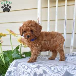 Noah, Miniature Poodle Puppy