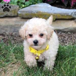 Noah, Bich-Poo Puppy