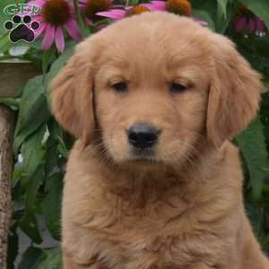 Noah, Golden Retriever Puppy