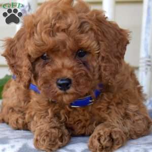 Noah, Miniature Poodle Puppy