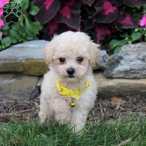 Noah, Bich-Poo Puppy