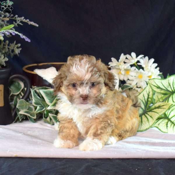 Noel, Teddy Bear Puppy