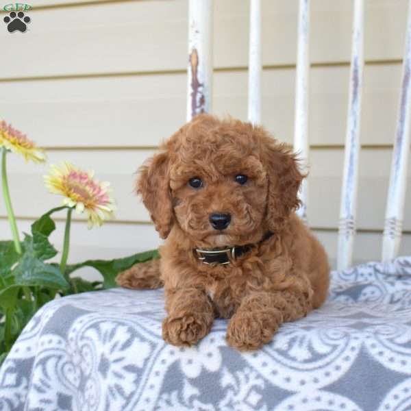 Noel, Miniature Poodle Puppy