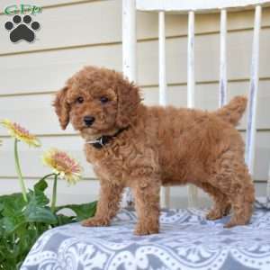 Noel, Miniature Poodle Puppy