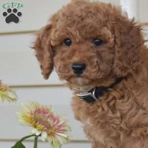 Noel, Miniature Poodle Puppy