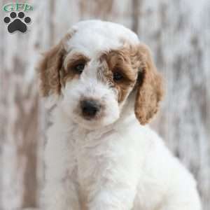 Noella, Mini Labradoodle Puppy