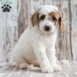 Noella, Mini Labradoodle Puppy