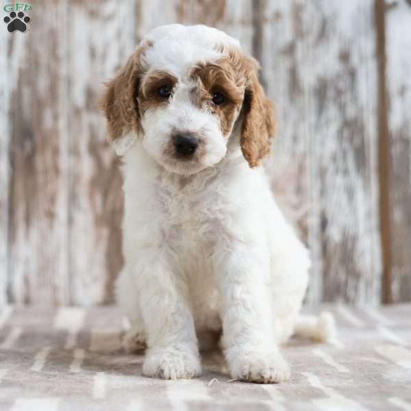 Noella, Mini Labradoodle Puppy