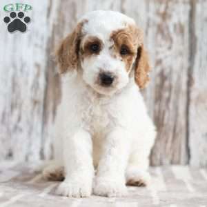 Noella, Mini Labradoodle Puppy