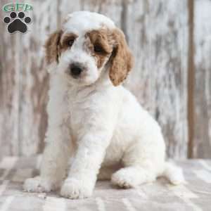 Noella, Mini Labradoodle Puppy
