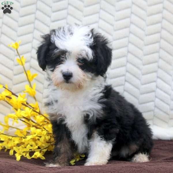 Noelle, Mini Aussiedoodle Puppy