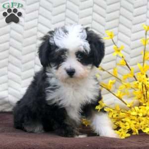 Noelle, Mini Aussiedoodle Puppy
