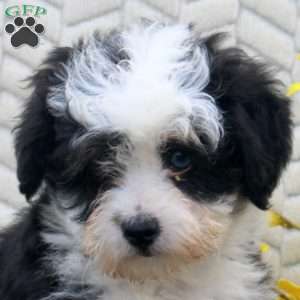 Noelle, Mini Aussiedoodle Puppy