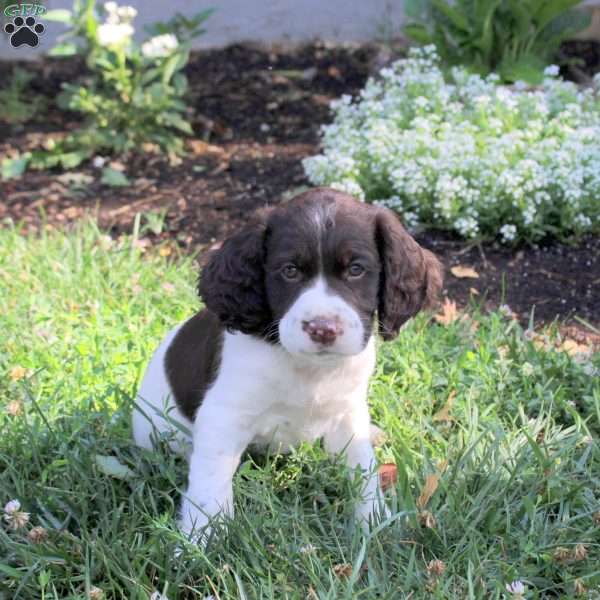 Nolan, English Springer Spaniel Puppy