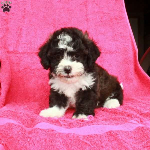 Nolan, Teddy Bear Puppy