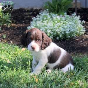 Nolan, English Springer Spaniel Puppy