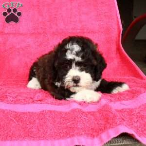 Nolan, Teddy Bear Puppy