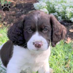 Nolan, English Springer Spaniel Puppy