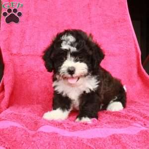 Nolan, Teddy Bear Puppy