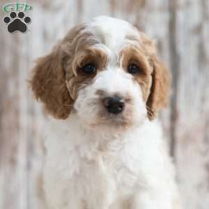 Nolen, Mini Labradoodle Puppy