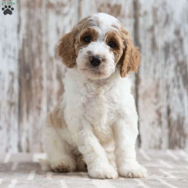 Nolen, Mini Labradoodle Puppy