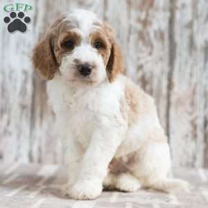 Nolen, Mini Labradoodle Puppy