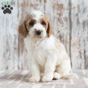 Nolen, Mini Labradoodle Puppy