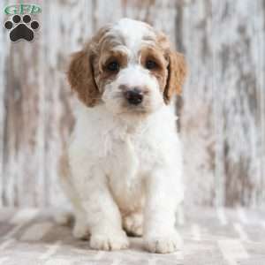 Nolen, Mini Labradoodle Puppy