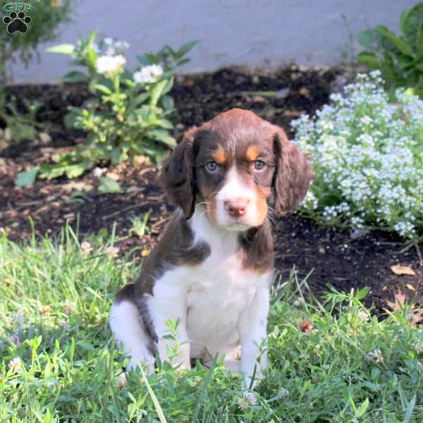 Noodle, English Springer Spaniel Puppy