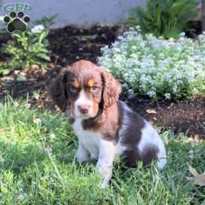 Noodle, English Springer Spaniel Puppy