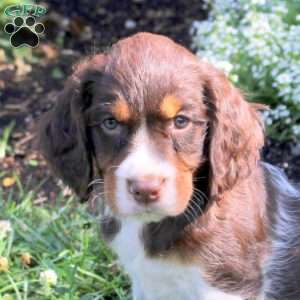 Noodle, English Springer Spaniel Puppy