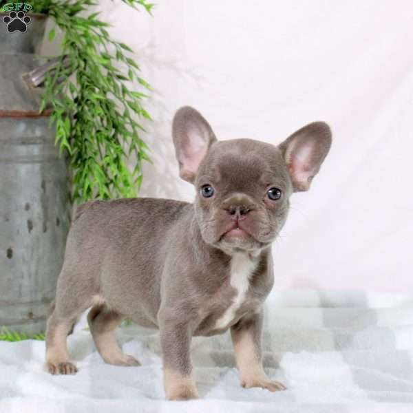 Nora, French Bulldog Puppy