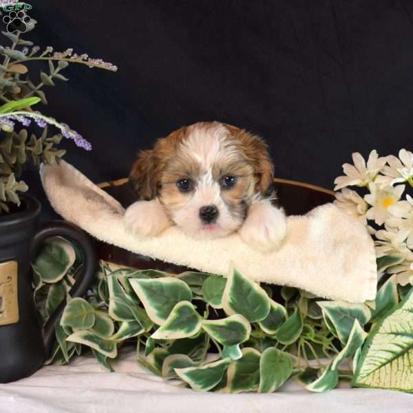 Nora, Teddy Bear Puppy