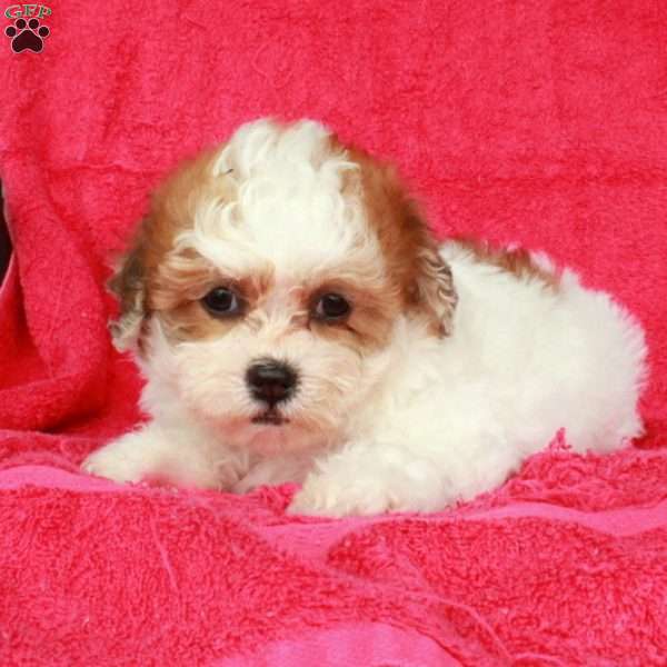 Nora, Teddy Bear Puppy