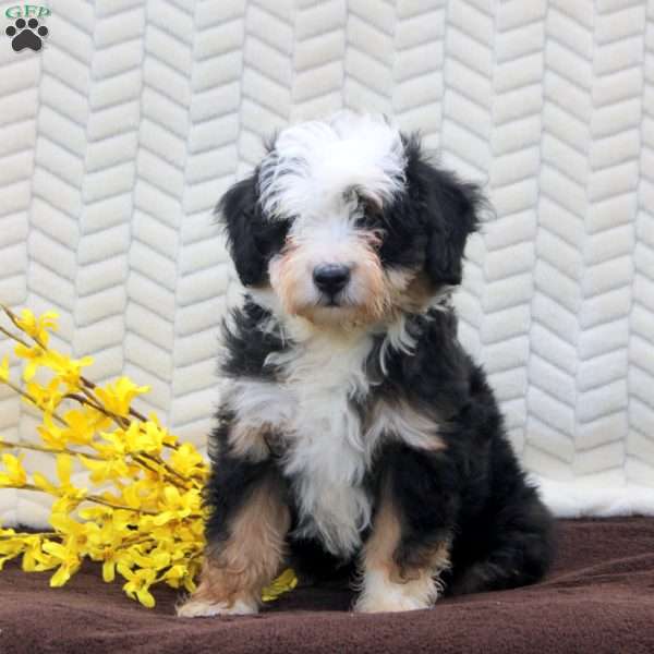 Nora, Mini Aussiedoodle Puppy