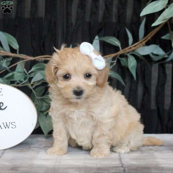 Nora, Maltipoo Puppy