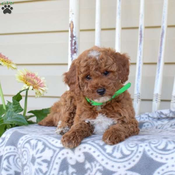 Nora, Miniature Poodle Puppy